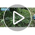 Heckenschere Akku für Makita Akku 18V, 500W Heckenschere Elektrisch, 51 cm Schnittlänge,15 mm Zahnabstand, Dual Schnittklingen (Blau Ohne Batterie)